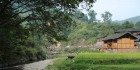2010‎年‎11‎月乌尧斗牛活动（1-2）